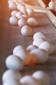 Sector avícola, cimiento del futuro de Guatemala