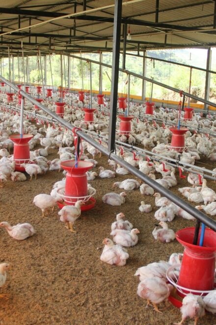 Desafíos de la industria avícola en un entorno adverso